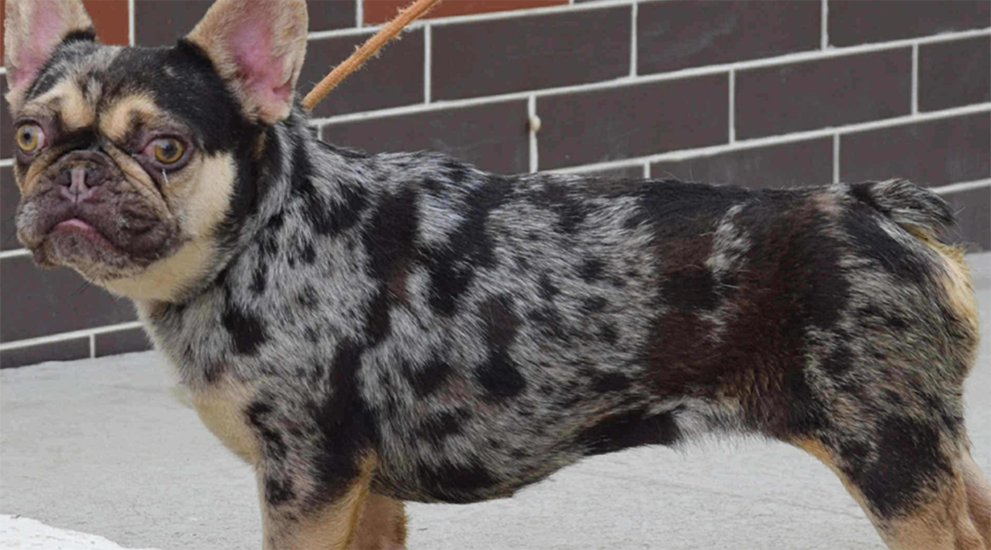 Dog of month November