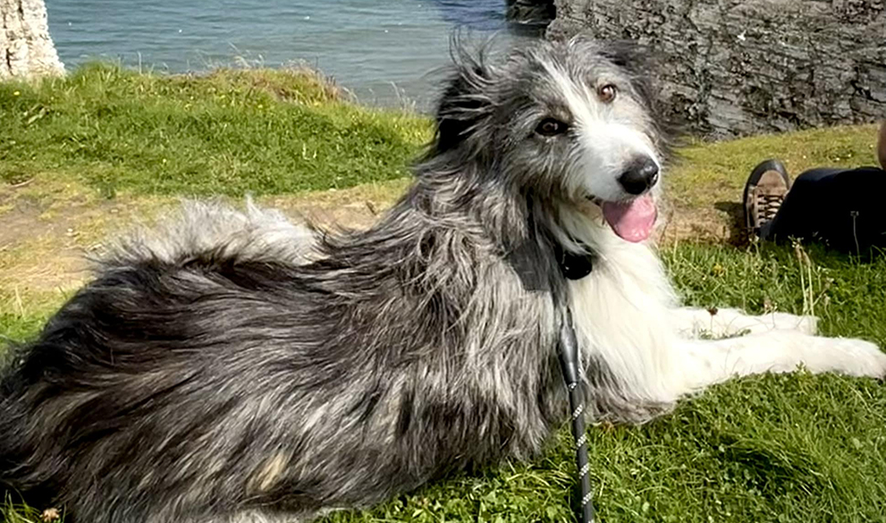 Sponsorship means the dogs we rescue can stay with us for as long as they need