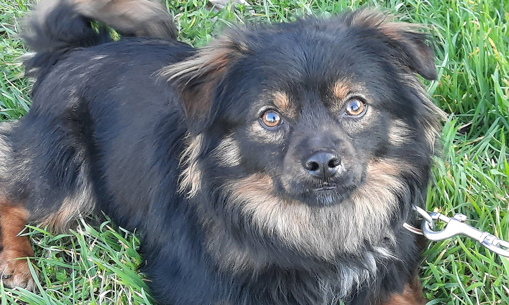 A pure breed or a mixed breed
