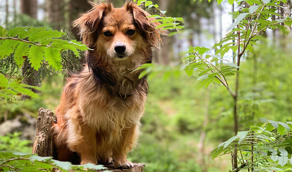Why adopt a dog?