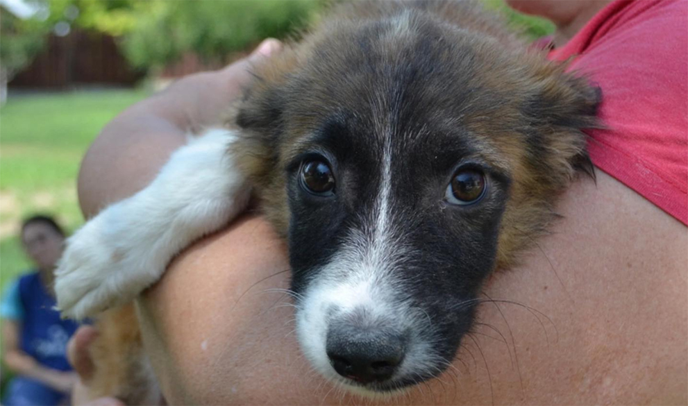 Can you identify the symptoms of serious diseases in dogs?