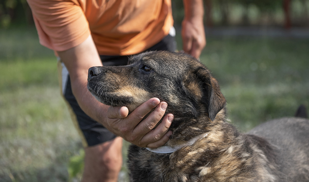 Complete our adoption form
