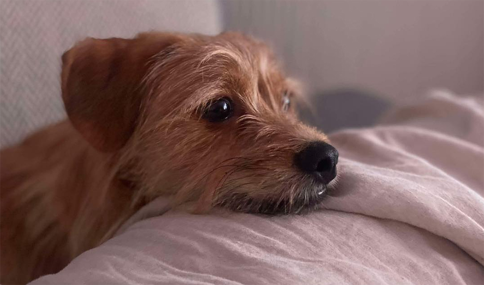 How well do you understand your dog?