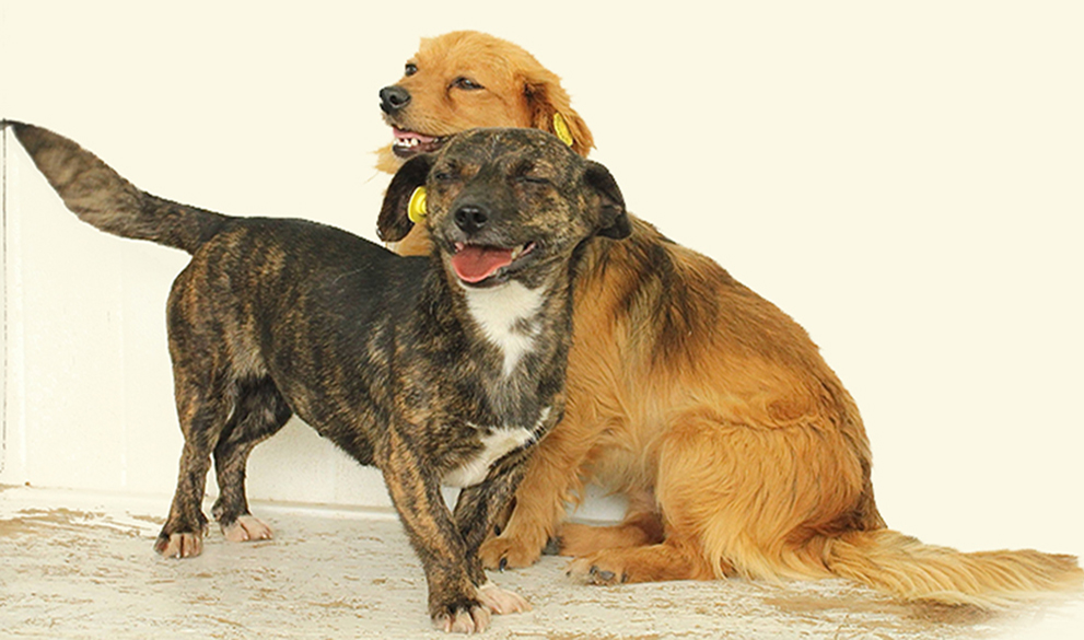 How much you know dogs?