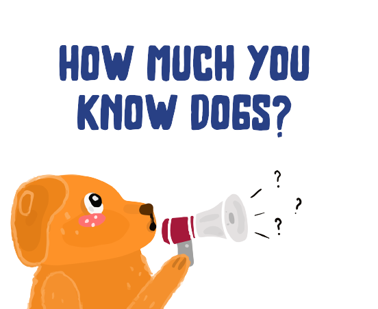 quizz-how-much-you-know-dogs