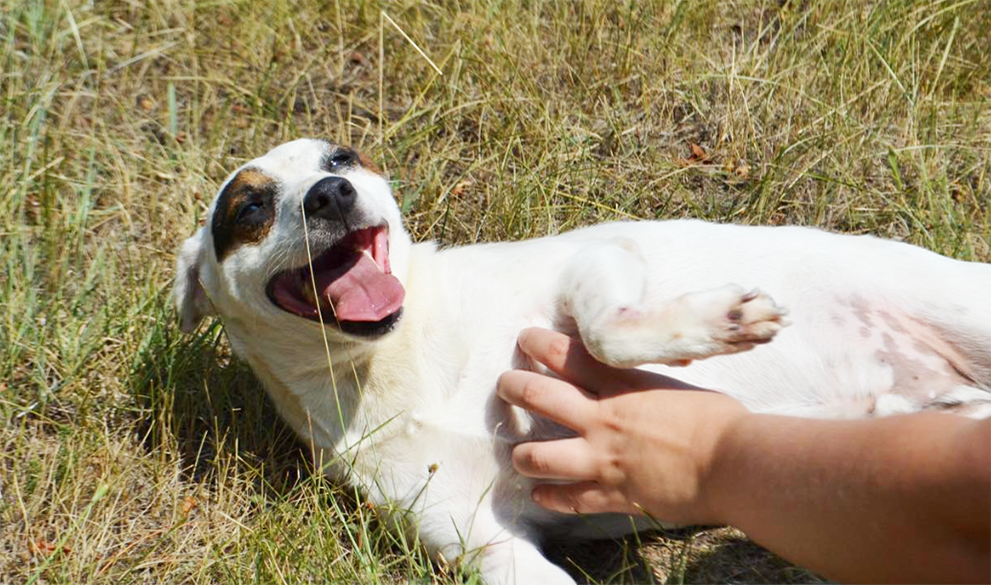 The first moment spents with your new dog are crucial and there is no room for mistakes from your side!