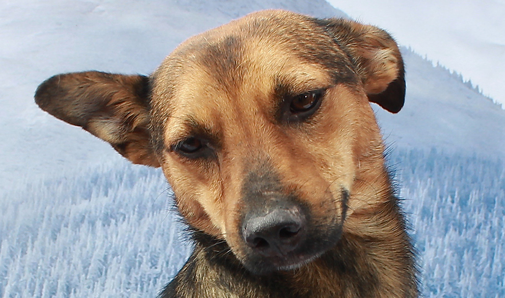 Find your new best furry friend