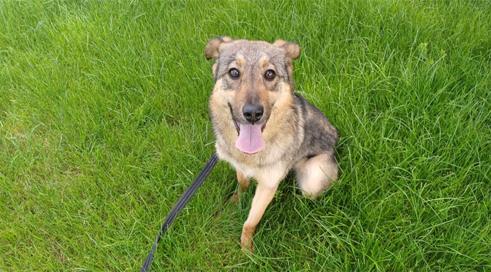 Dog of month July