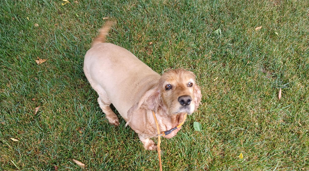 Dog of month August
