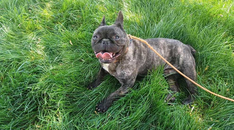 Dog of month September
