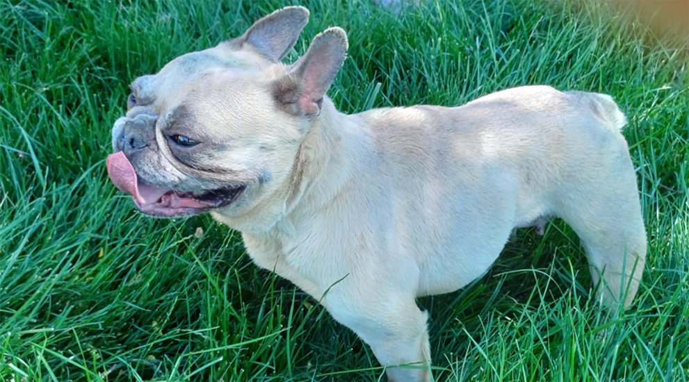 Dog of month October