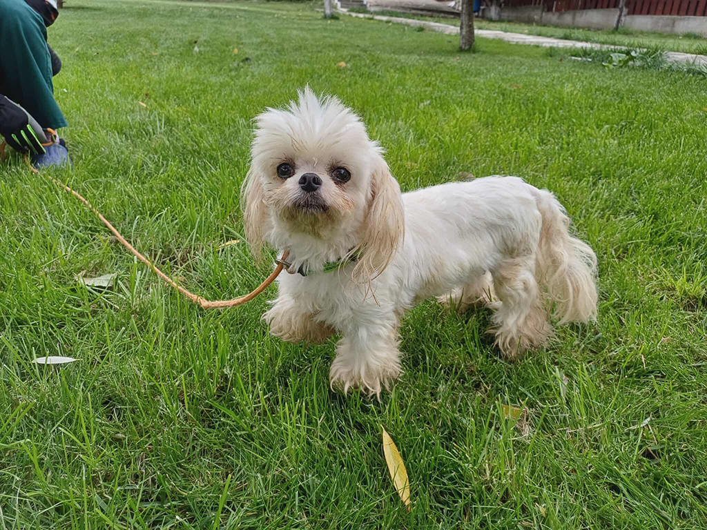 Daisy