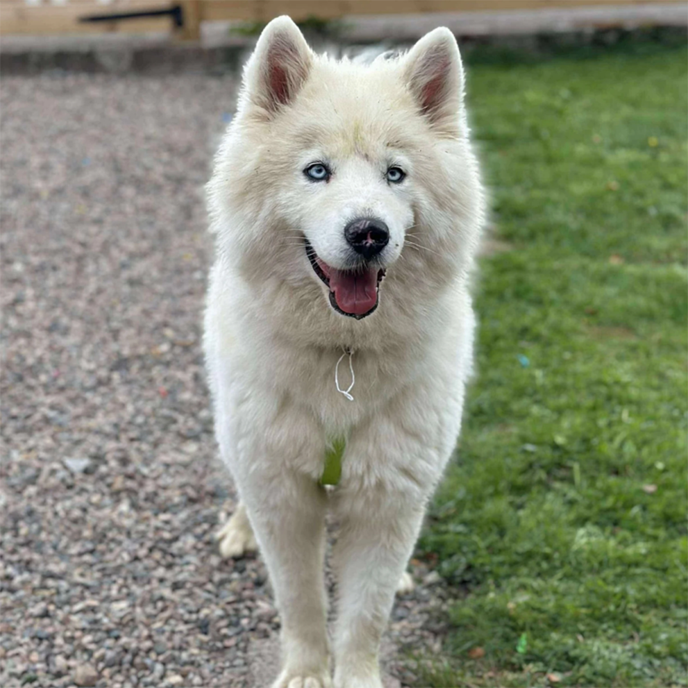 People are not all the same and fortunately, the dogs neither.