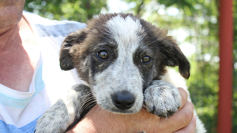 Why adopt an overseas rescue dog?