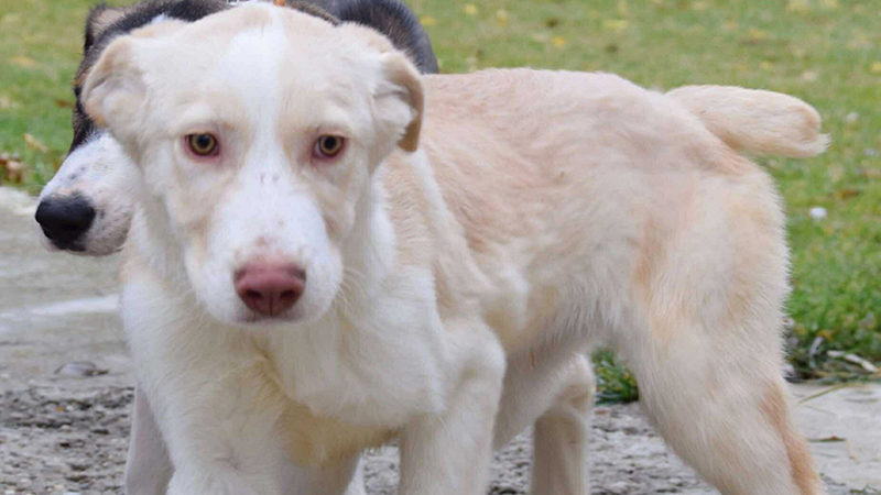 Response to the Animal Welfare (Import of Dogs, Cats and Ferrets) Bill