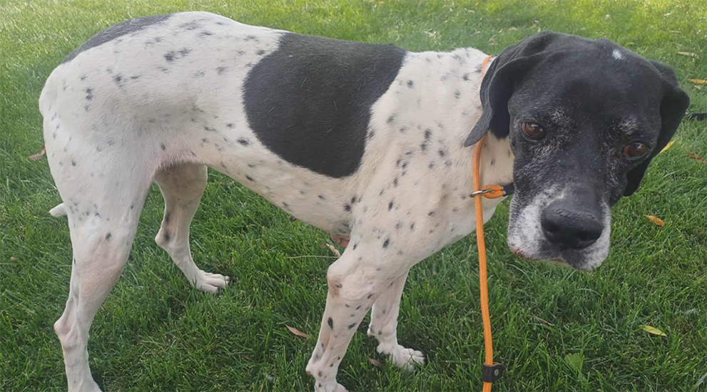 Dog of month January