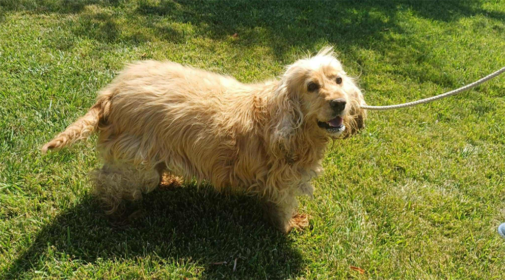 Dog of month December