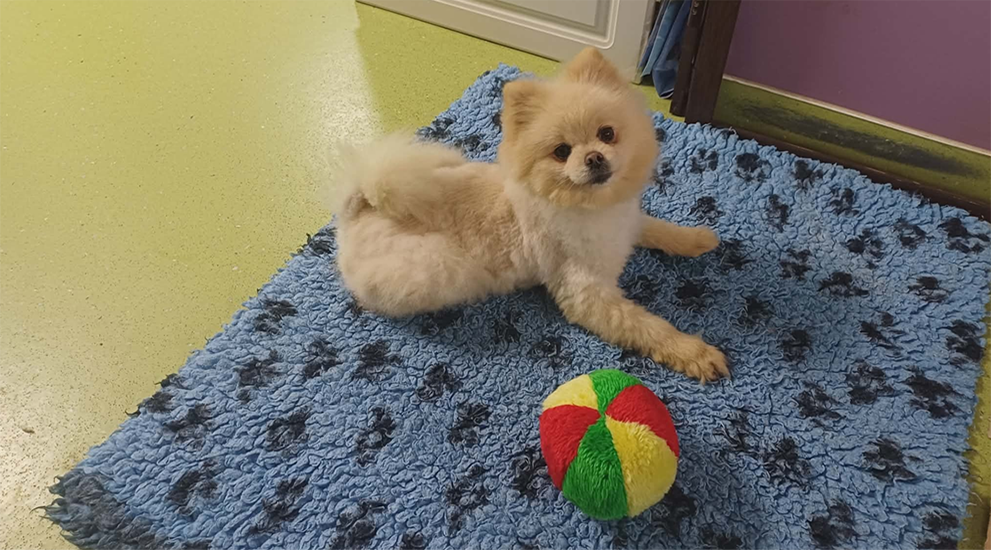 Dog of Month February