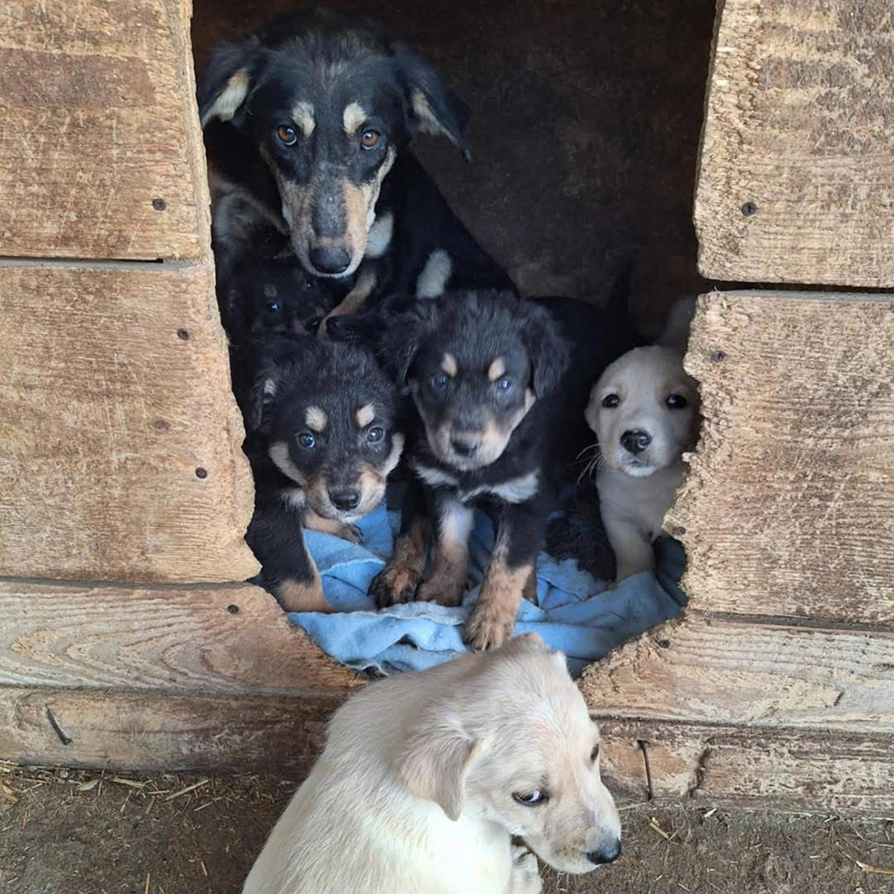 <span style="color: #f3c72a;">0.6$/week</span> to help a rescued animal be safe!