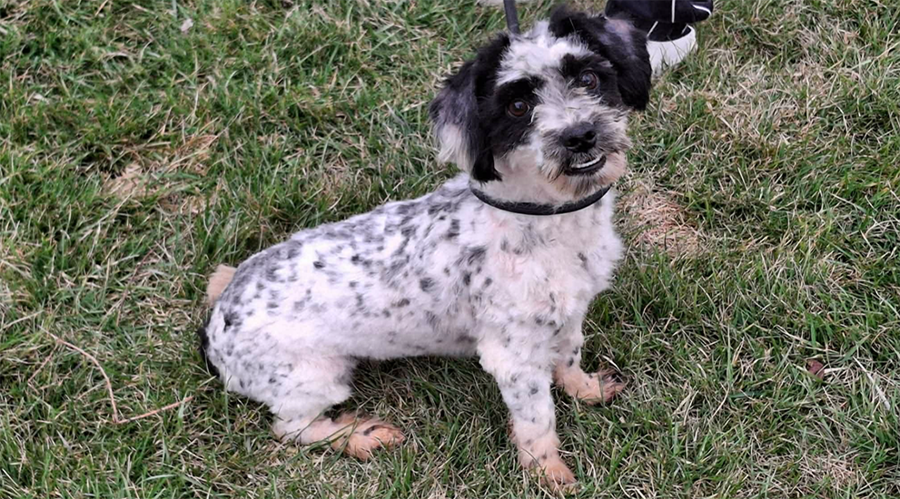 Dog of Month April 2026