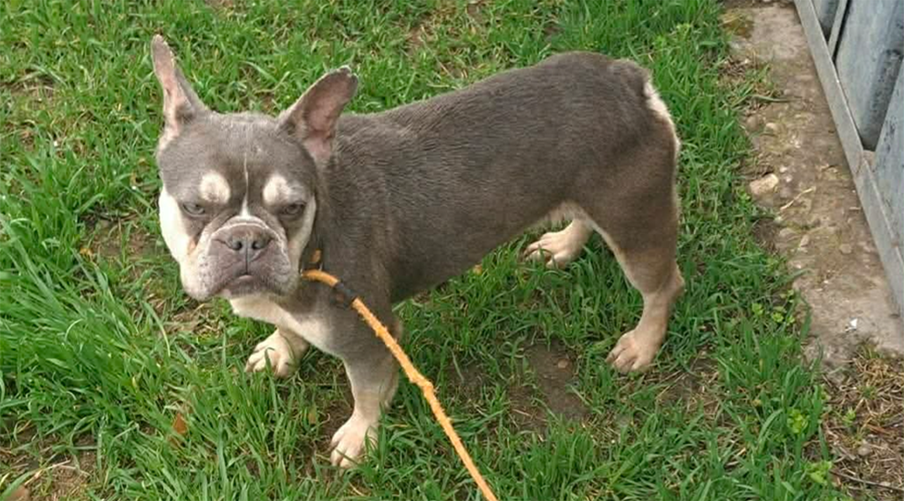 Dog of Month May 2026