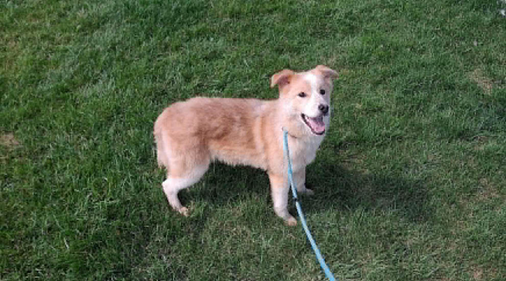 Dog of month July 2026