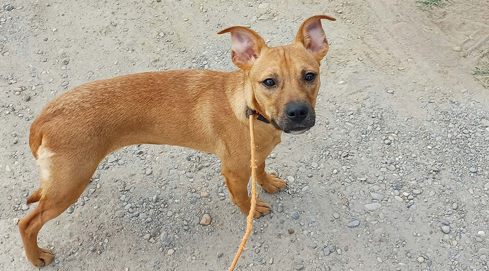 Dog of month October 2026